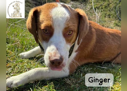 Ginger – vom Straßenabenteurer zum Kuschelprofi!