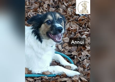 Annui – einmal gesehen, für immer im Kopf!