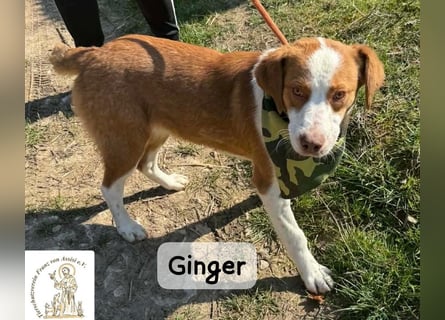 Ginger – vom Straßenabenteurer zum Kuschelprofi!