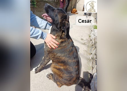Cesar – ein großer Junge mit Honig im Herzen!