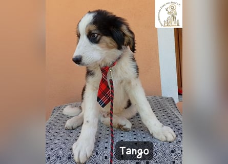 Tango – die Welt ist groß – aber ein Zuhause ist das Größte!
