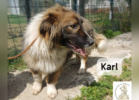 Karl – ein echtes Unikat auf vier Pfoten!