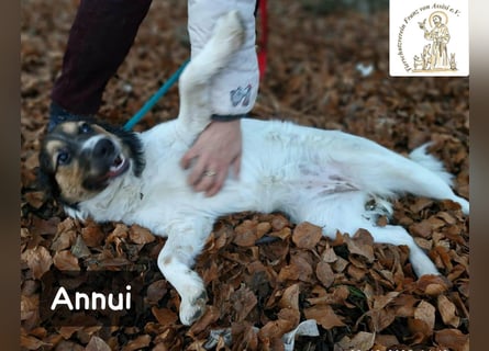 Annui – einmal gesehen, für immer im Kopf!