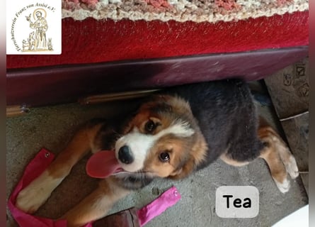 Tea – zu jung, um die Welt allein zu erobern!