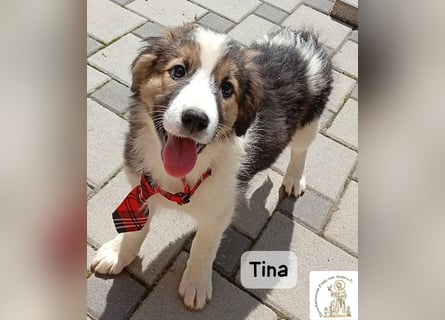 Tina – Manchmal braucht das Glück nur ein kleines Körbchen!