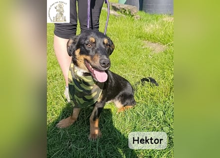 Hektor – mittendrin statt brav daneben!