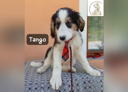 Tango – die Welt ist groß – aber ein Zuhause ist das Größte!