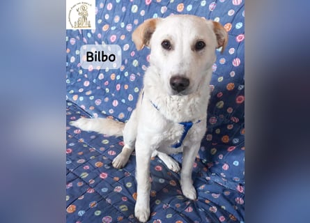 Bilbo – verliebt ins Leben und bereit für dich!