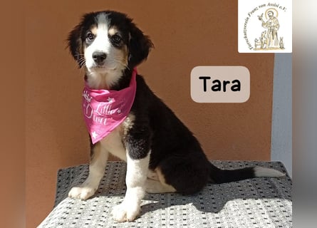 Tara – jemanden zum Bleiben finden, das wäre schön!