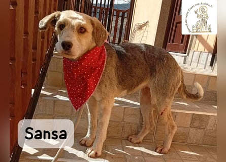 Sansa – der Neuanfang steht ihr einfach gut!
