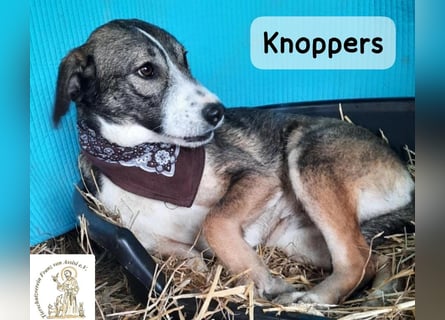 Knoppers – zuerst zurückhaltend, später zum Verlieben!