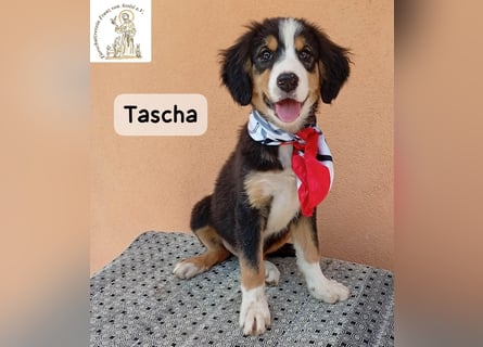 Tascha – heute wäre ein guter Tag, um ein Zuhause zu finden!