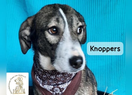 Knoppers – zuerst zurückhaltend, später zum Verlieben!