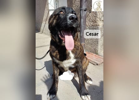 Cesar – ein großer Junge mit Honig im Herzen!