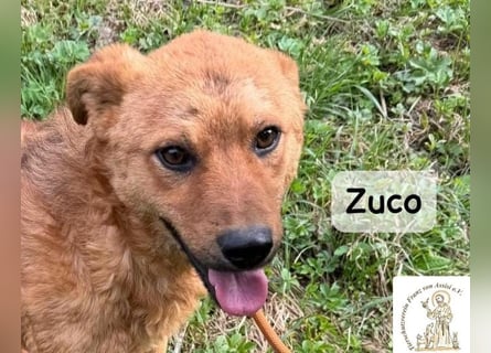 Zuco – jung, klug, charmant – und ziemlich bereit fürs Zuhause!