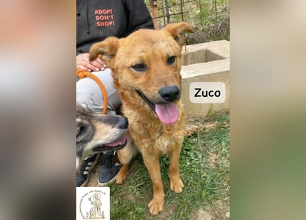 Zuco – jung, klug, charmant – und ziemlich bereit fürs Zuhause!