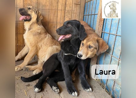 Laura sucht ihre Menschen – und zwar für ein ganzes Hundeleben!