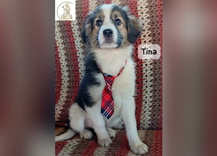 Tina – Manchmal braucht das Glück nur ein kleines Körbchen!