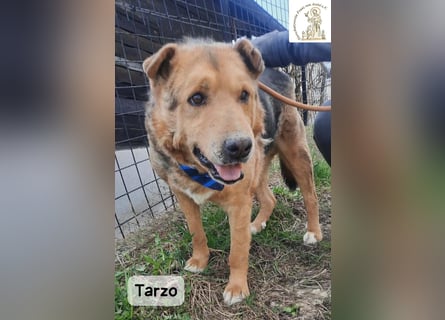 Tarzo – Ein Herz voller Jahre, das Ruhe verdient!