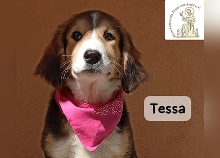Tessa – manche Schätze findet man auf vier Pfoten!