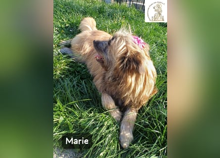 Marie – zu süß für diese Welt, aber kein bisschen aus Zucker!