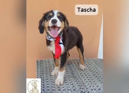 Tascha – heute wäre ein guter Tag, um ein Zuhause zu finden!