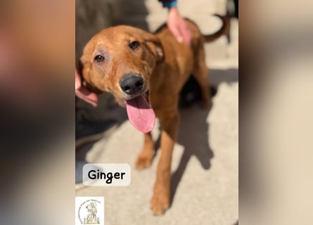 Ginger – wenn aus einem Funken ein kleines Feuerwerk wird!