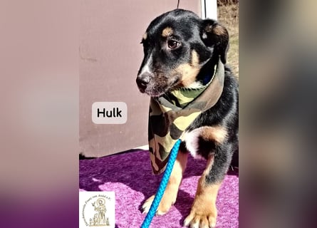 Hulk – niedlich? Ja. Unschuldig? Eher nicht!