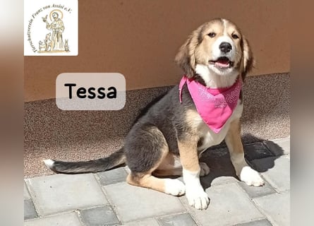 Tessa – manche Schätze findet man auf vier Pfoten!