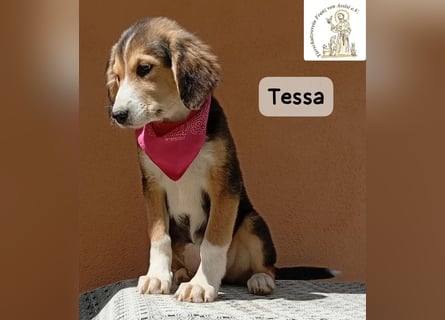 Tessa – manche Schätze findet man auf vier Pfoten!