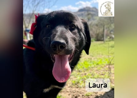 Laura sucht ihre Menschen – und zwar für ein ganzes Hundeleben!