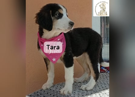 Tara – jemanden zum Bleiben finden, das wäre schön!