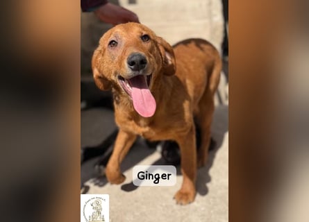 Ginger – wenn aus einem Funken ein kleines Feuerwerk wird!