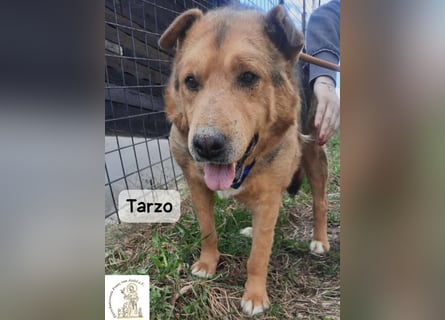Tarzo – Ein Herz voller Jahre, das Ruhe verdient!