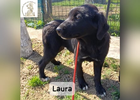 Laura sucht ihre Menschen – und zwar für ein ganzes Hundeleben!