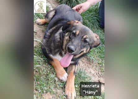 Hany – neugierig, frech und unwiderstehlich!