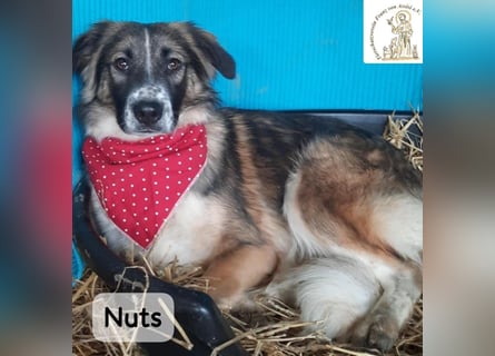 Nuts – leise beginnen, gemeinsam stärker werden!