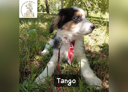 Tango – die Welt ist groß – aber ein Zuhause ist das Größte!