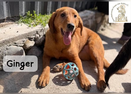 Ginger – wenn aus einem Funken ein kleines Feuerwerk wird!