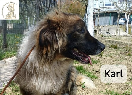 Karl – ein echtes Unikat auf vier Pfoten!