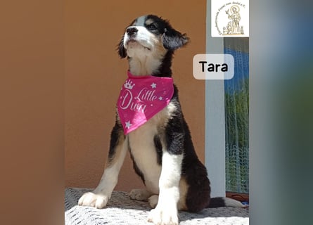 Tara – jemanden zum Bleiben finden, das wäre schön!