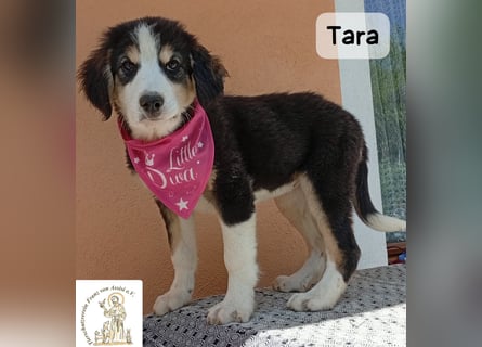 Tara – jemanden zum Bleiben finden, das wäre schön!