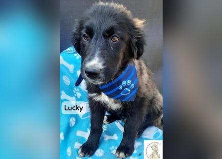 Lucky – kleiner Forscher auf vier Pfoten!