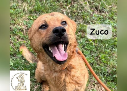 Zuco – jung, klug, charmant – und ziemlich bereit fürs Zuhause!