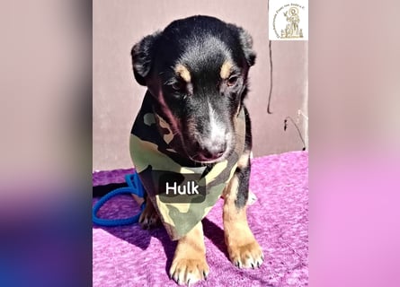Hulk – niedlich? Ja. Unschuldig? Eher nicht!