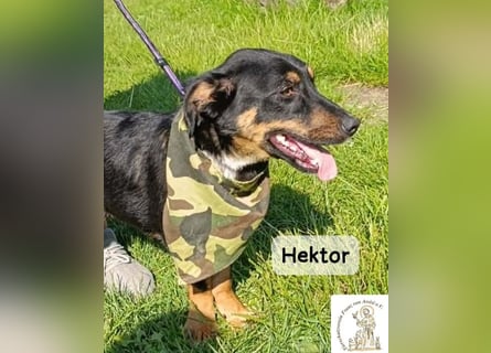 Hektor – mittendrin statt brav daneben!