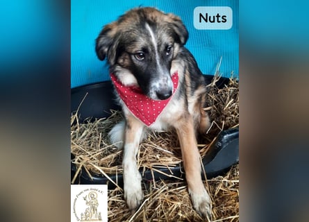 Nuts – leise beginnen, gemeinsam stärker werden!
