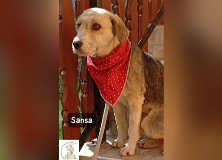 Sansa – der Neuanfang steht ihr einfach gut!