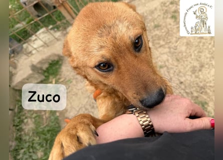 Zuco – jung, klug, charmant – und ziemlich bereit fürs Zuhause!
