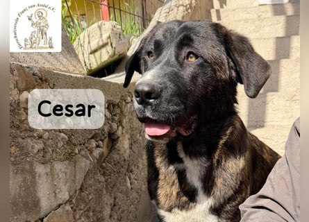 Cesar – ein großer Junge mit Honig im Herzen!